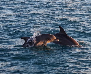 Doğu Akdeniz'de balina ve yunusların yoğun yaşadığı bölgeler araştırılıyor