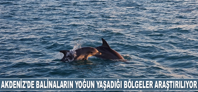 Doğu Akdeniz'de balina ve yunusların yoğun yaşadığı bölgeler araştırılıyor