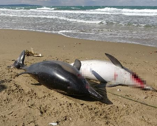 Sinop’taki yunus balığı ölümleri araştırılıyor