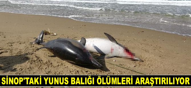 Sinop’taki yunus balığı ölümleri araştırılıyor