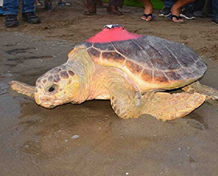 Takip edilen 22 caretta caretta ile irtibat koptu