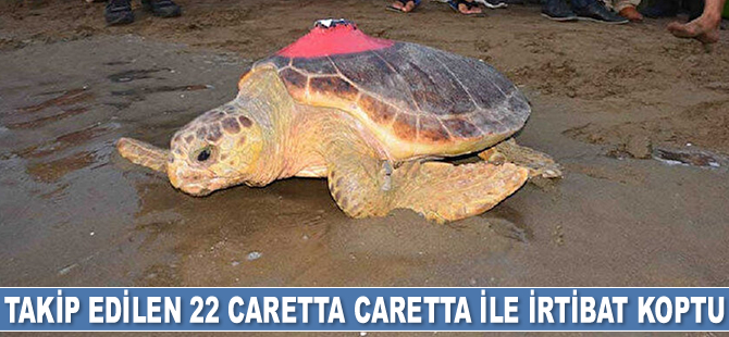 Takip edilen 22 caretta caretta ile irtibat koptu