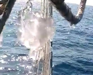 Doğu Akdeniz’de yoğunlaşan denizanaları, balıkçıların kabusu oldu