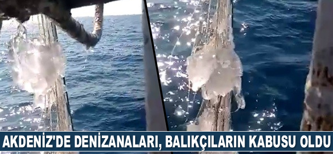 Doğu Akdeniz’de yoğunlaşan denizanaları, balıkçıların kabusu oldu