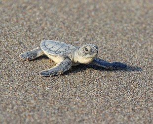 Deniz kaplumbağaları için Akdeniz'deki iş birliği sürecek