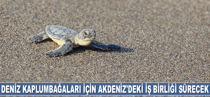 Deniz kaplumbağaları için Akdeniz'deki iş birliği sürecek