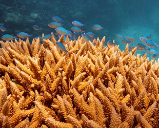 Büyük Set Resifi, kitlesel mercan ağartmasıyla karşı karşıya kaldı