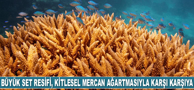 Büyük Set Resifi, kitlesel mercan ağartmasıyla karşı karşıya kaldı