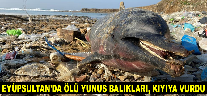 Eyüpsultan’da ölü yunus balıkları, kıyıya vurdu