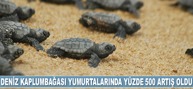 Deniz kaplumbağası yumurtalarında yüzde 500 artış oldu
