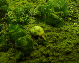 Marmara Denizi'nde müsilaja rastlanmadı