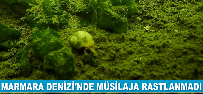Marmara Denizi'nde müsilaja rastlanmadı