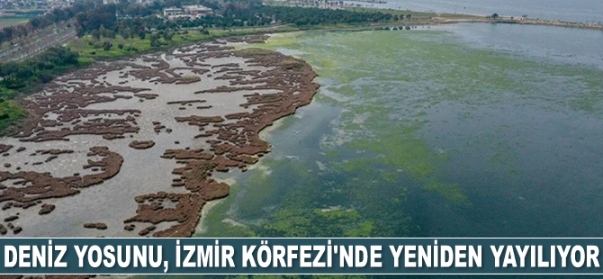 Deniz yosunu, İzmir Körfezi'nde yeniden yayılıyor