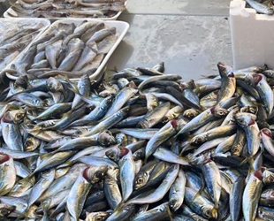 Karadenizli balıkçılar, sezondan umduğunu bulamadı