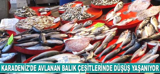 Trabzon'da tezgâhları farklı illerden gelen balıklar süslüyor