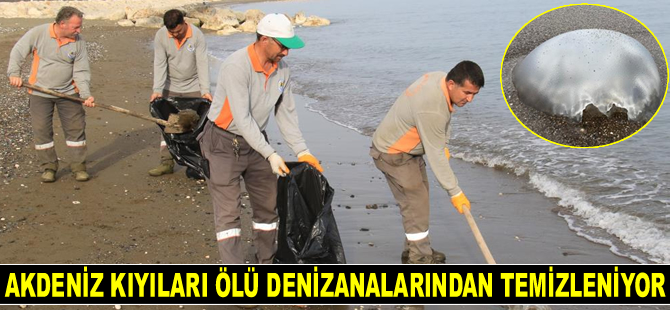 Akdeniz kıyıları, ölü denizanalarından temizleniyor