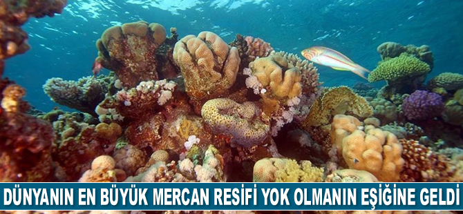 Dünyanın en büyük mercan resifi yok olmanın eşiğine geldi