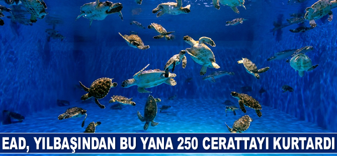 Abu Dabi Çevre Ajansı, 250 deniz kaplumbağasını kurtardı