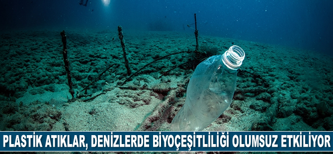 Plastik atıklar, denizlerde biyoçeşitliliği olumsuz etkiliyor