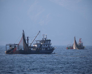 Denizanaları, Doğu Akdeniz'de balıkçılığı tehdit ediyor