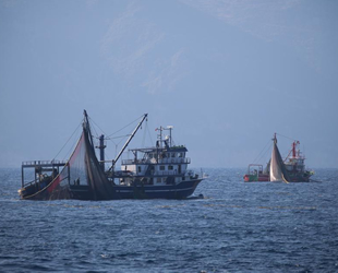 Denizanaları, Doğu Akdeniz'de balıkçılığı tehdit ediyor
