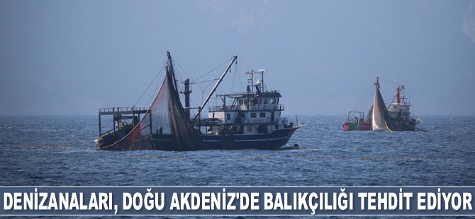 Denizanaları, Doğu Akdeniz'de balıkçılığı tehdit ediyor