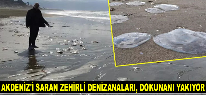 Zehirli denizanaları, dokunanı yakıyor