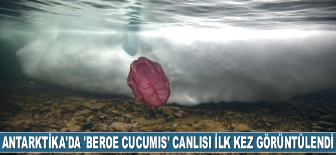 Antarktika'da 'beroe cucumis' canlısı ilk kez görüntülendi