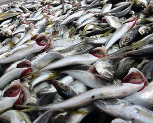 İstavrit bollaştı, fiyatı yarı yarıya düştü