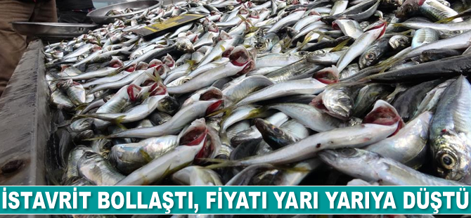 İstavrit bollaştı, fiyatı yarı yarıya düştü
