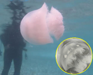 Antalya’da denizanaları laboratuvar ortamında canlı olarak incelendi