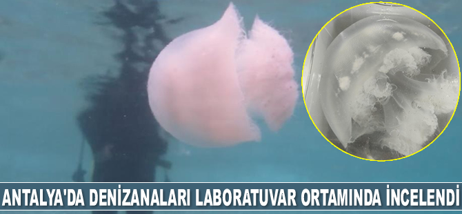 Antalya’da denizanaları laboratuvar ortamında canlı olarak incelendi