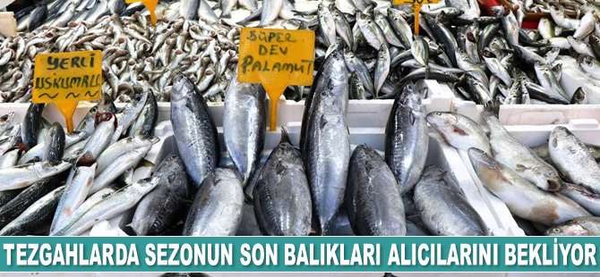Tezgahlarda sezonun son balıkları alıcılarını bekliyor