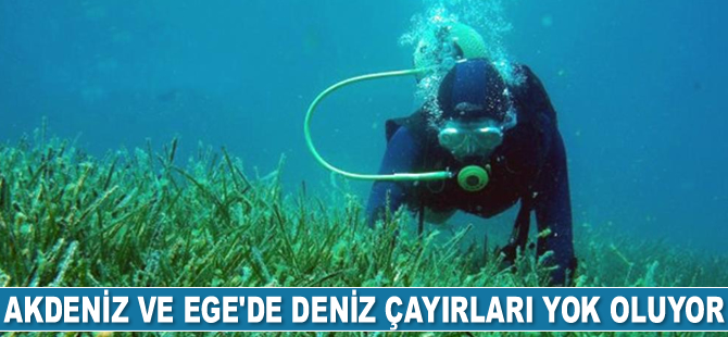 Akdeniz ve Ege’de deniz çayırları yok oluyor