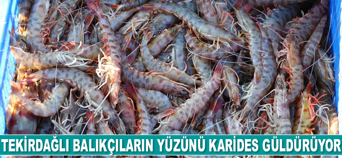 Tekirdağlı balıkçıların yüzünü karides güldürüyor