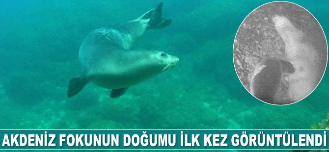 Akdeniz fokunun doğumu ilk kez görüntülendi