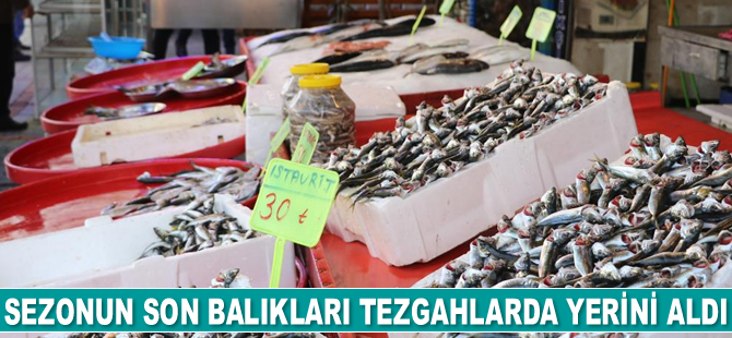 Sezonun son balıkları tezgahlarda yerini aldı