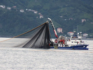 Savaş, Karadeniz'deki biyo-çeşitliliği tehdit ediyor