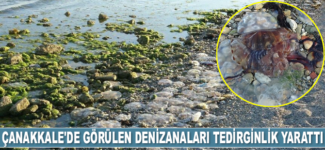 Çanakkale’de görülen zehirli denizanaları tedirginlik yarattı