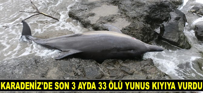 Karadeniz’de son 3 ayda 33 adet ölü yunus kıyıya vurdu
