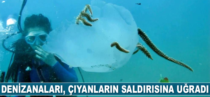 Denizanaları, çıyanların saldırısına uğradı
