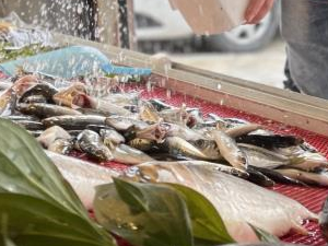 Av yasağı sonrası tezgahları olta balıkları süslüyor