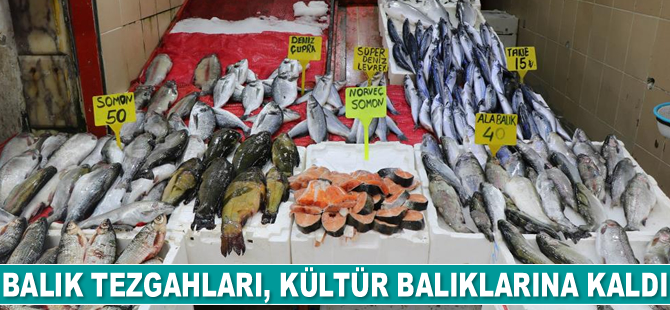 Balık tezgahları, kültür balıklarına kaldı