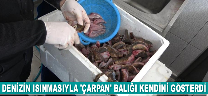 Denizin ısınmasıyla 'çarpan' balığı kendini gösterdi