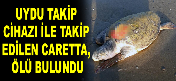Uydu takip cihazı ile takip edilen caretta, ölü bulundu