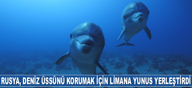 Rusya, deniz üssünü korumak için limana eğitimli yunus yerleştirdi