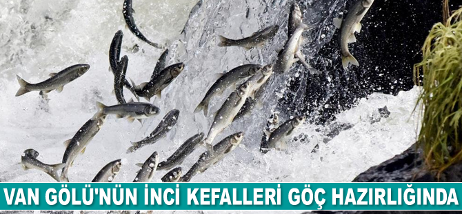 Van Gölü’nde inci kefallerinin göç hazırlığı başladı