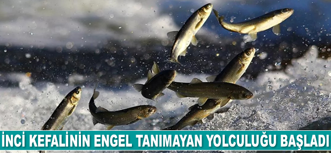 İnci kefalinin engel tanımayan yolculuğu başladı