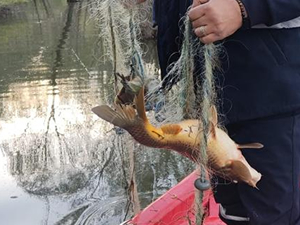 Konya'da baraj gölündeki balıklar üreme döneminde denetimlerle korunuyor