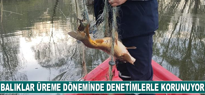 Konya'da baraj gölündeki balıklar üreme döneminde denetimlerle korunuyor